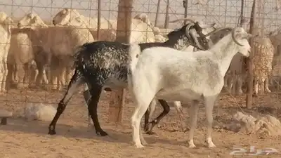 معزا بيشية جنب دفيع ماعز بيشي حدها سمح من 820 13