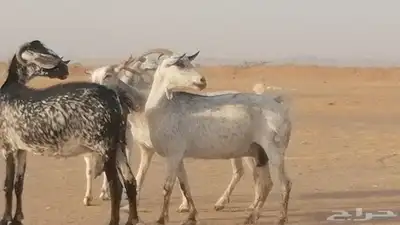 معزا بيشية جنب دفيع ماعز بيشي حدها سمح من 820 1