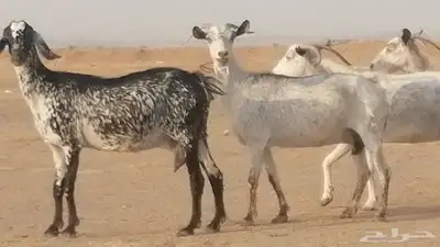 معزا بيشية جنب دفيع ماعز بيشي حدها سمح من 820 4