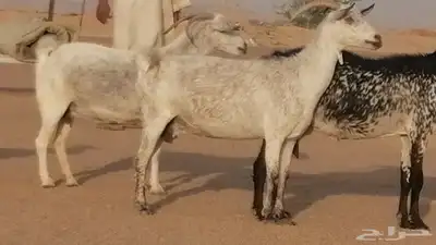 معزا بيشية جنب دفيع ماعز بيشي حدها سمح من 820 0