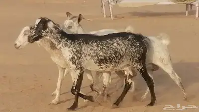 معزا بيشية جنب دفيع ماعز بيشي حدها سمح من 820 25