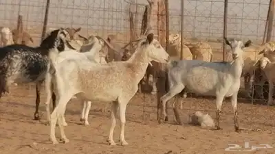 معزا بيشية جنب دفيع ماعز بيشي حدها سمح من 820 23