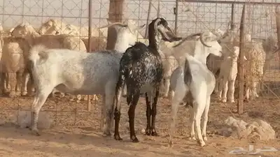 معزا بيشية جنب دفيع ماعز بيشي حدها سمح من 820 12