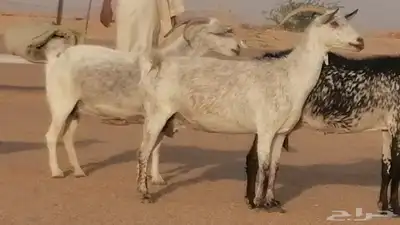 معزا بيشية جنب دفيع ماعز بيشي حدها سمح من 820 17