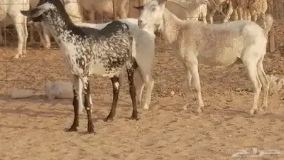 معزا بيشية جنب دفيع ماعز بيشي حدها سمح من 820 2