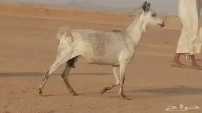 معزا بيشية جنب دفيع ماعز بيشي حدها سمح من 820 10