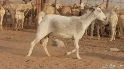 معزا بيشية جنب دفيع ماعز بيشي حدها سمح من 820 11