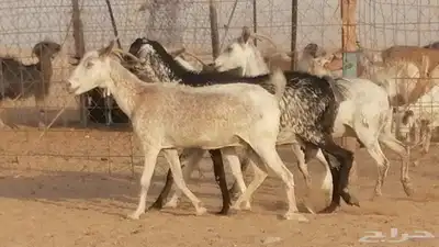 معزا بيشية جنب دفيع ماعز بيشي حدها سمح من 820 15