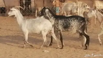 معزا بيشية جنب دفيع ماعز بيشي حدها سمح من 820 8
