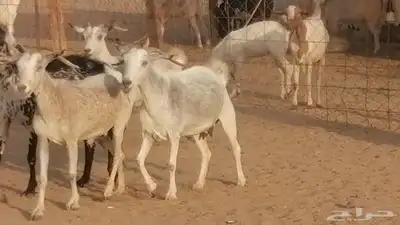 معزا بيشية جنب دفيع ماعز بيشي حدها سمح من 820 24