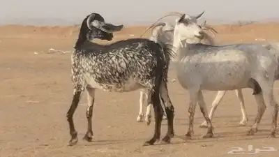 معزا بيشية جنب دفيع ماعز بيشي حدها سمح من 820 9