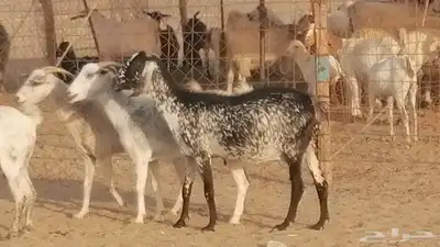 معزا بيشية جنب دفيع ماعز بيشي حدها سمح من 820 19