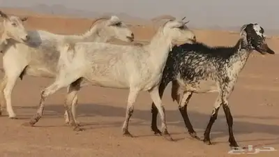 معزا بيشية جنب دفيع ماعز بيشي حدها سمح من 820 16
