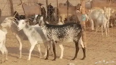 معزا بيشية جنب دفيع ماعز بيشي حدها سمح من 820 22
