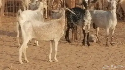 معزا بيشية جنب دفيع ماعز بيشي حدها سمح من 820 18