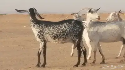 معزا بيشية جنب دفيع ماعز بيشي حدها سمح من 820 6
