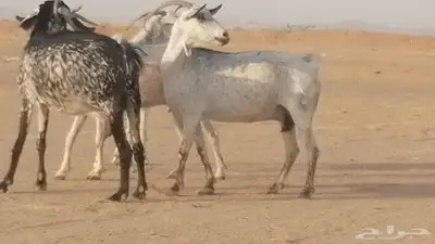 معزا بيشية جنب دفيع ماعز بيشي حدها سمح من 820 7