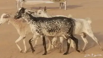 معزا بيشية جنب دفيع ماعز بيشي حدها سمح من 820 26