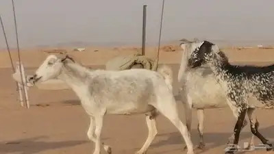 معزا بيشية جنب دفيع ماعز بيشي حدها سمح من 820 5
