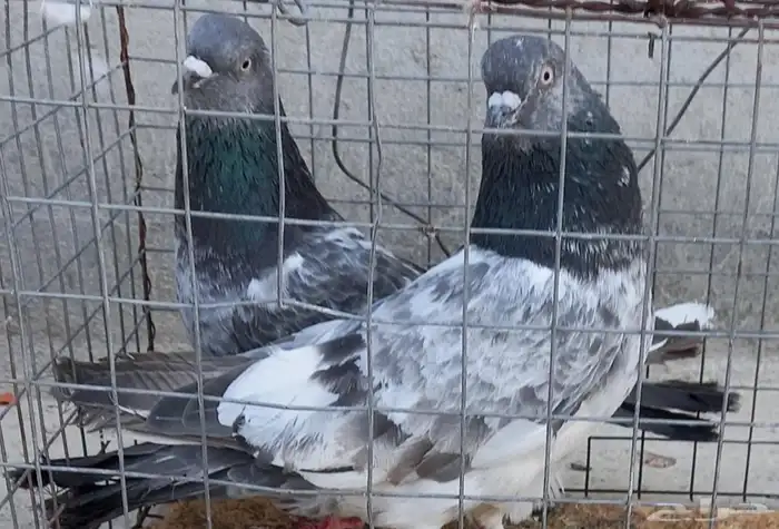 زوج شت ولا 1