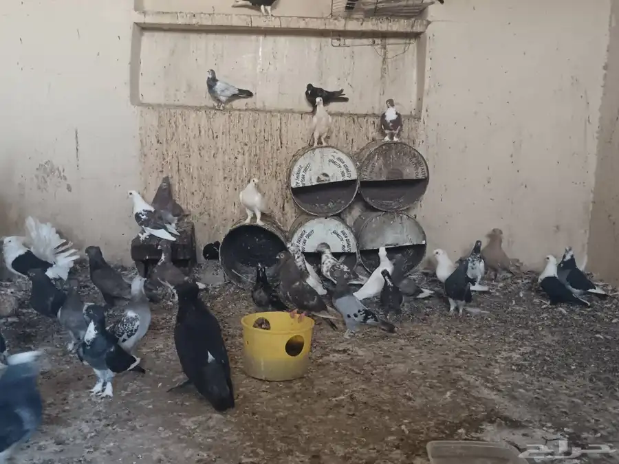 حمام للبيع يوجد اكثر من 20 حوز للسوم لتوصل 2