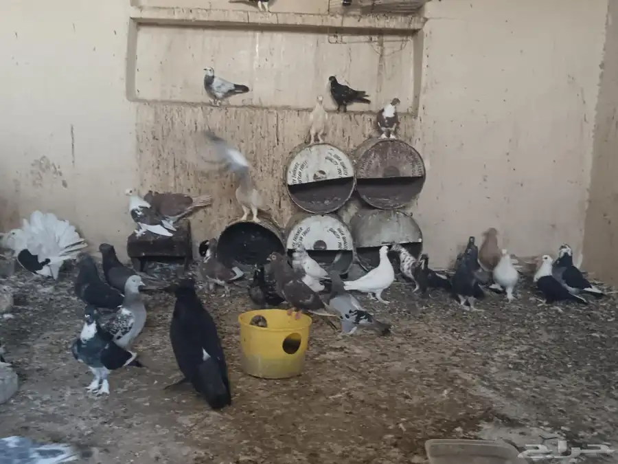 حمام للبيع يوجد اكثر من 20 حوز للسوم لتوصل 3
