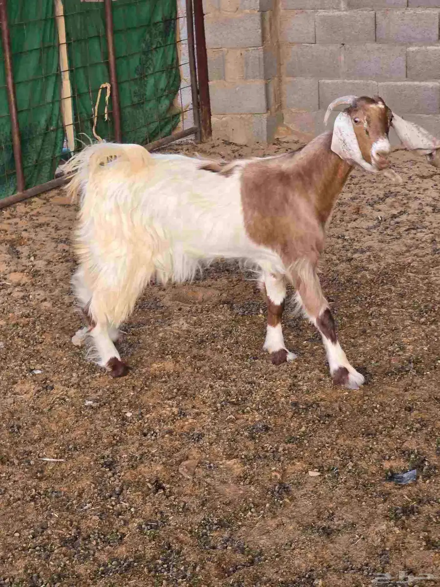 عنز 3