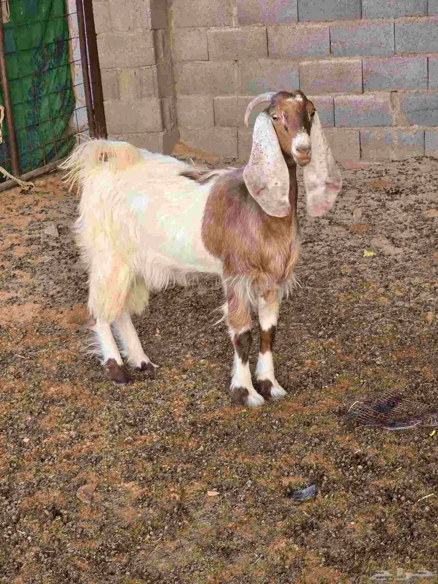 عنز 0