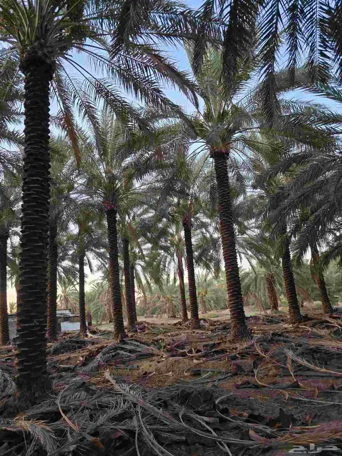 يوجد لدينا نخل للبيع جميع الانواع و المقاسات موجوده 9