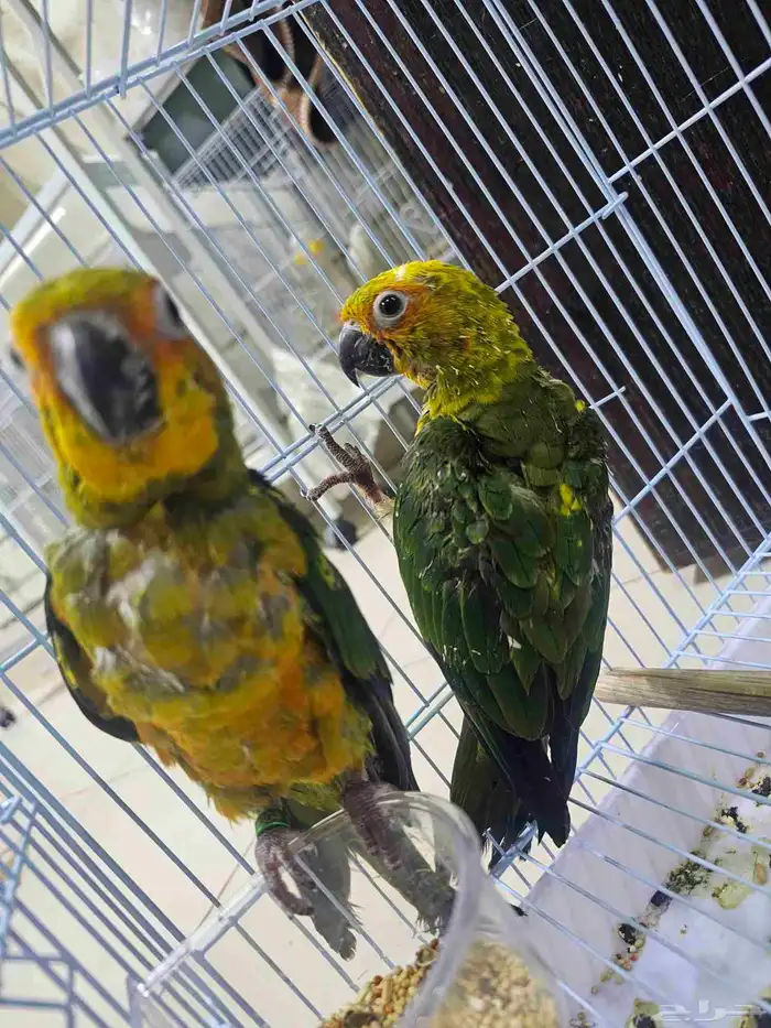 فروخ صني كنيور نهايه غر 0