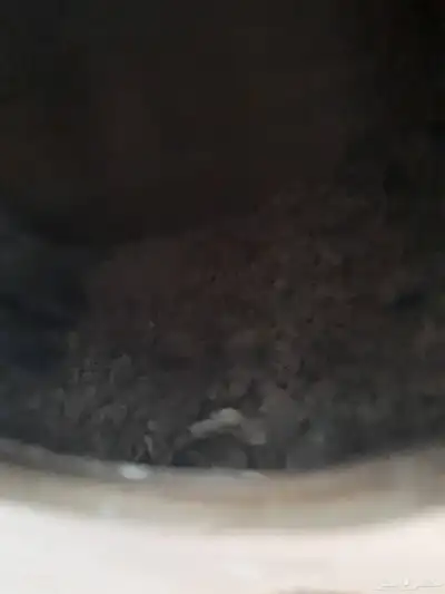 سلام عليكم توفرت زوج روز ذكر لون كاسكو انثى ابيض وبنفسجي 5