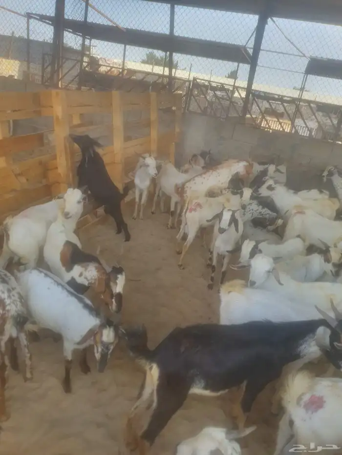 عرض تيوس ب 750 ريال 2