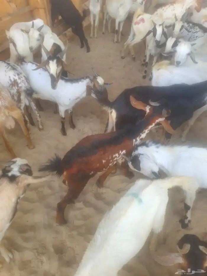 عرض تيوس ب 750 ريال 3