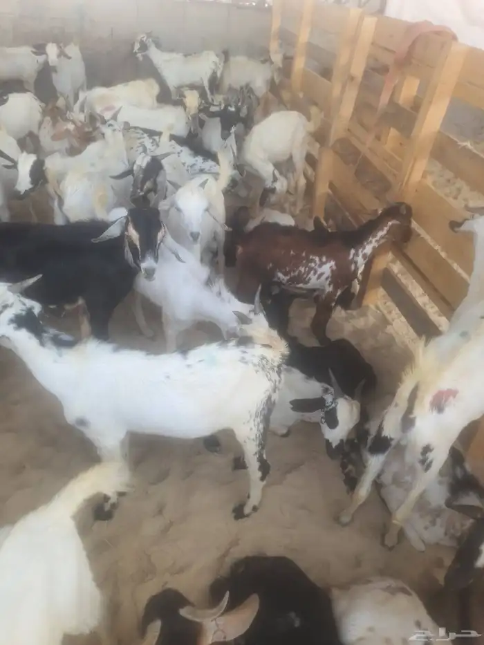 عرض تيوس ب 750 ريال 1