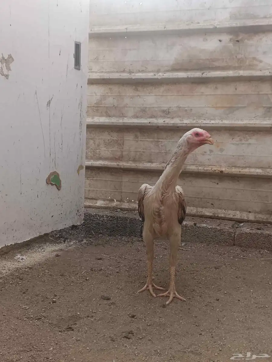 دجاج شامو للبيع فاخر للآخر 2