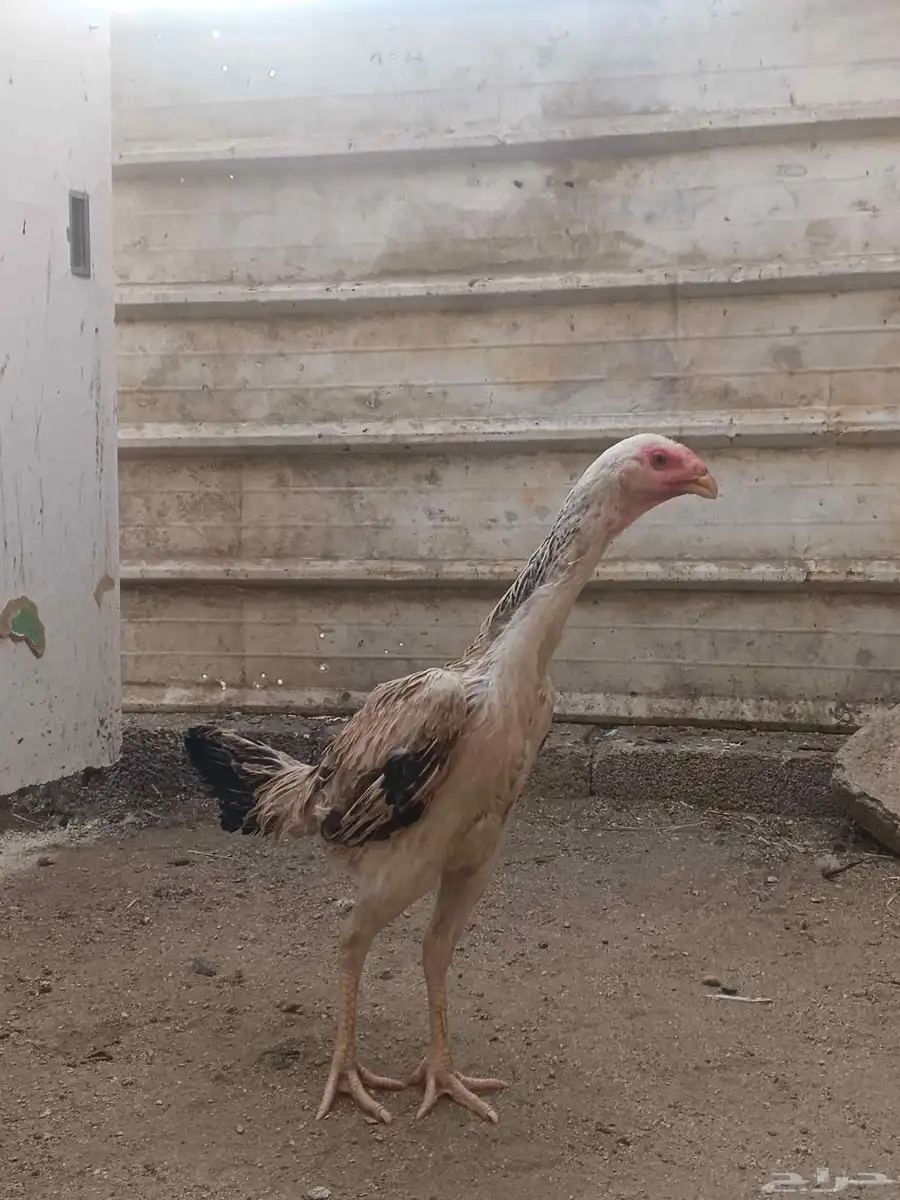 دجاج شامو للبيع فاخر للآخر 0