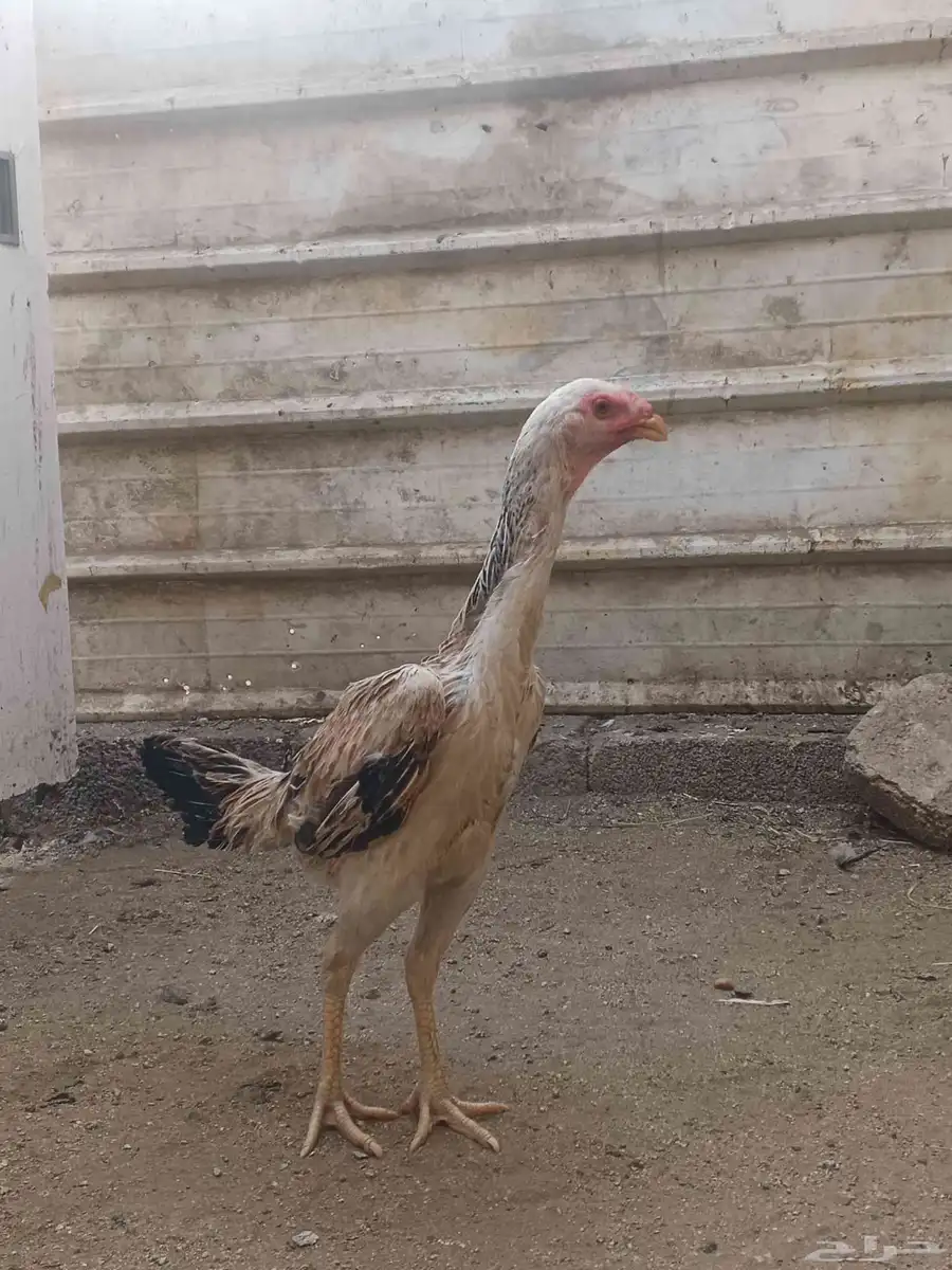 دجاج شامو للبيع فاخر للآخر 1