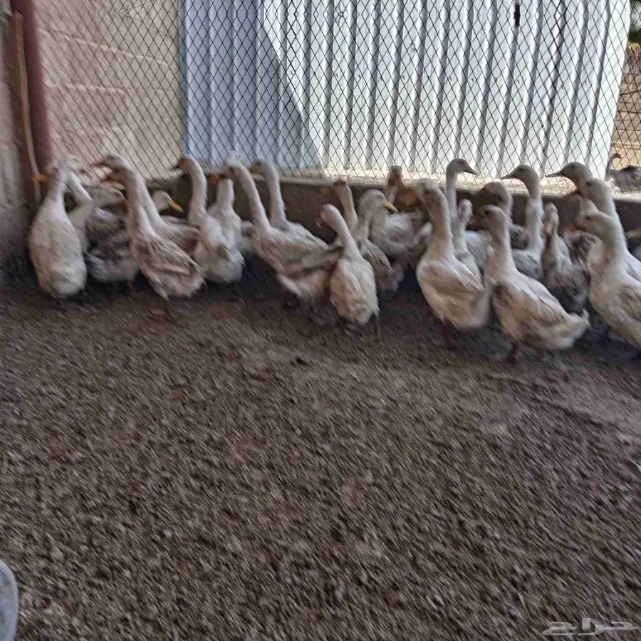 بط بكيني 0
