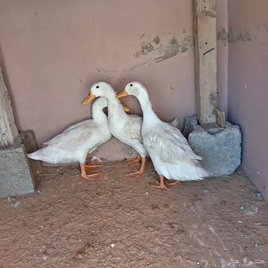 بط بكني لبيع السعر 90 0