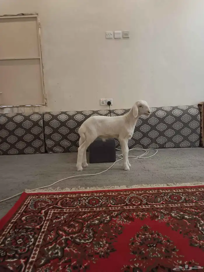 خروف مشروع فحل 0