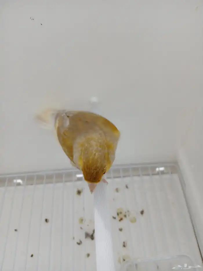 ذكر كناري مغرد ( تم البيع ) 2