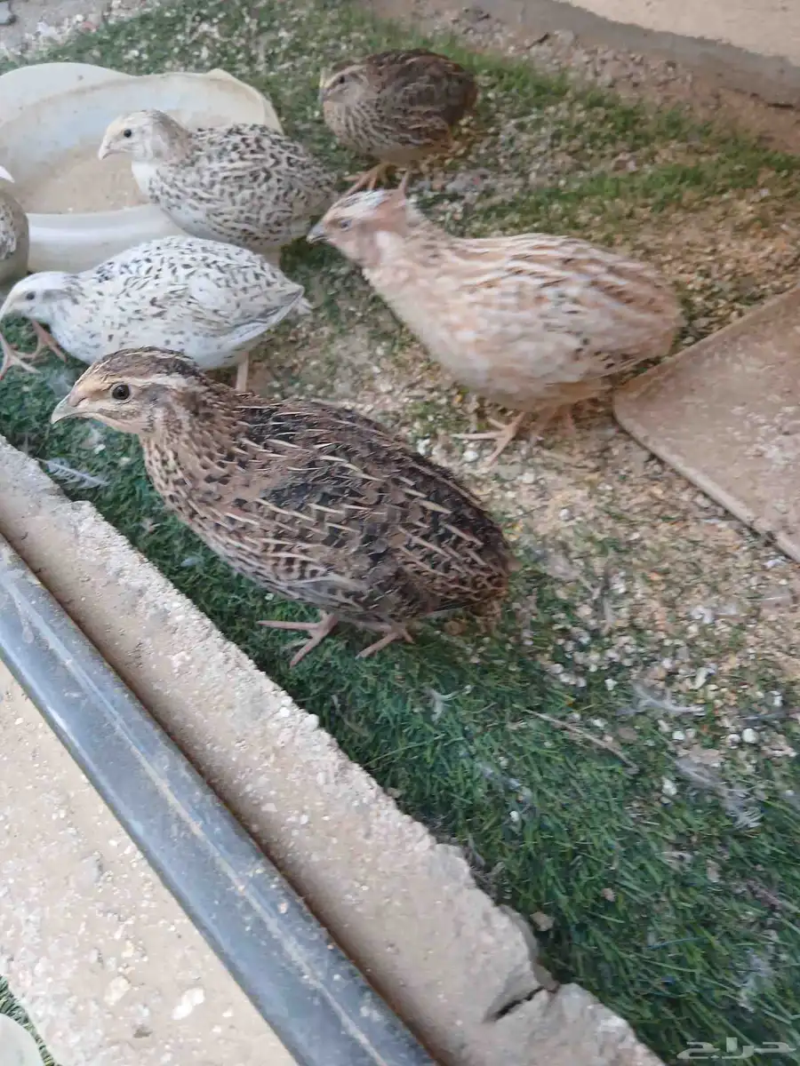 سمان. البيع 0