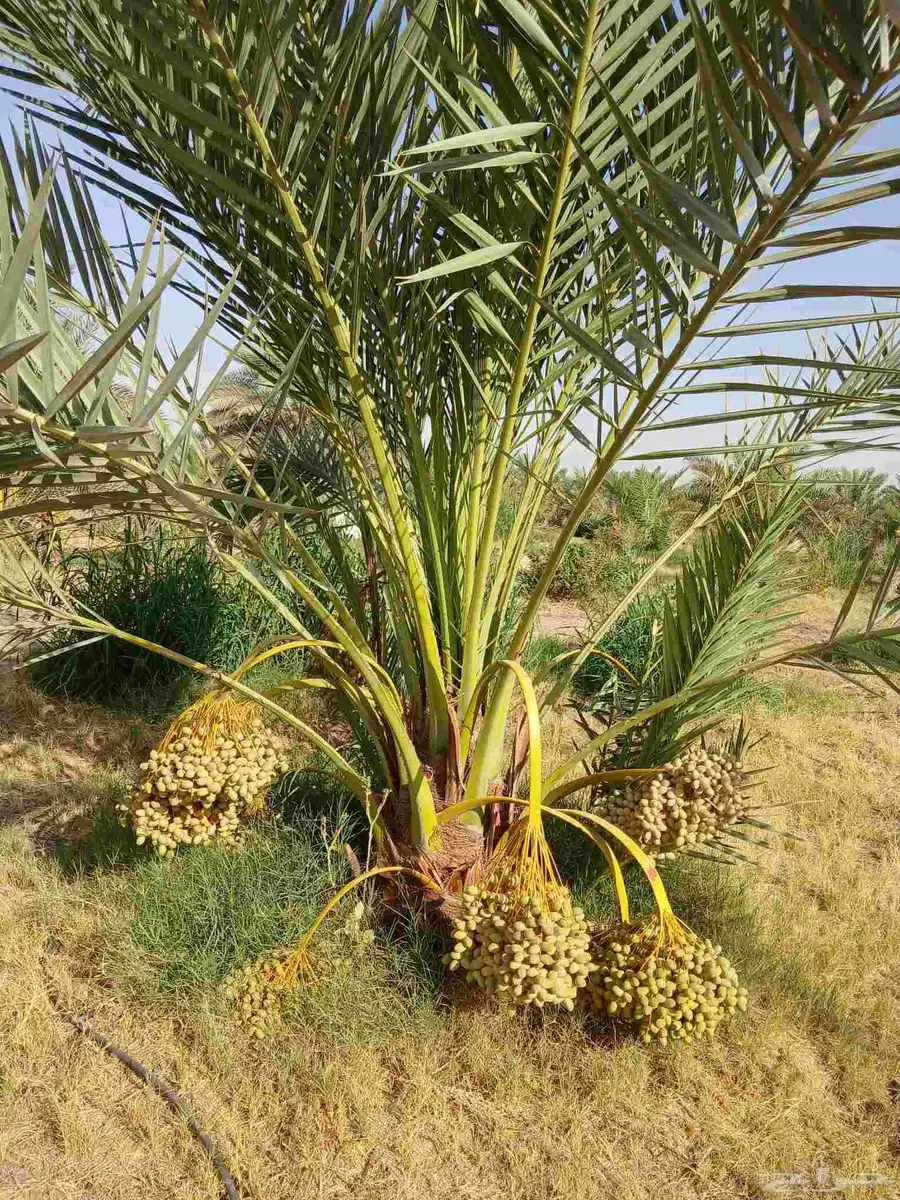 نخل مثمر فاخر للبيع نقايل جثايث صقعي برحي سكري شيشي منيفي 0