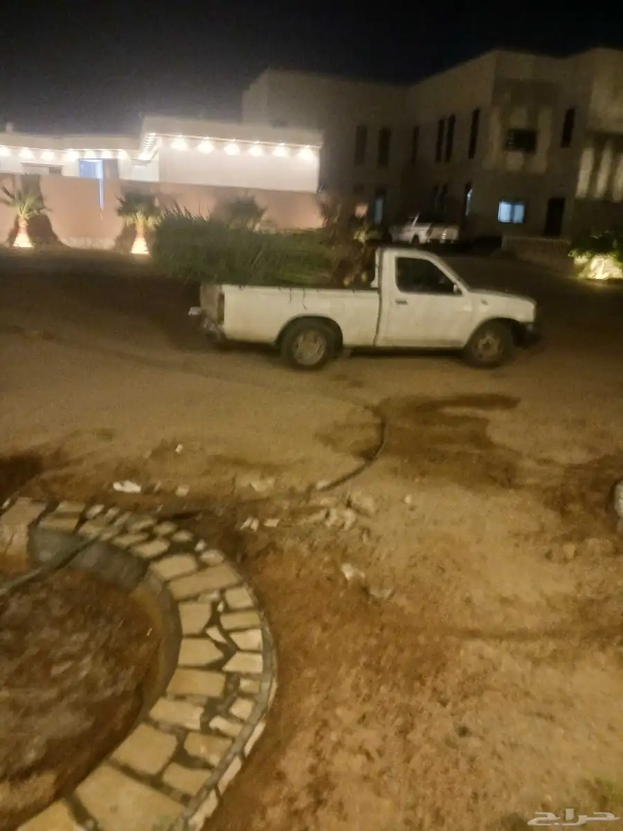 يوجد لدينا جميع انواع النخيل المثمرة وزينه 3
