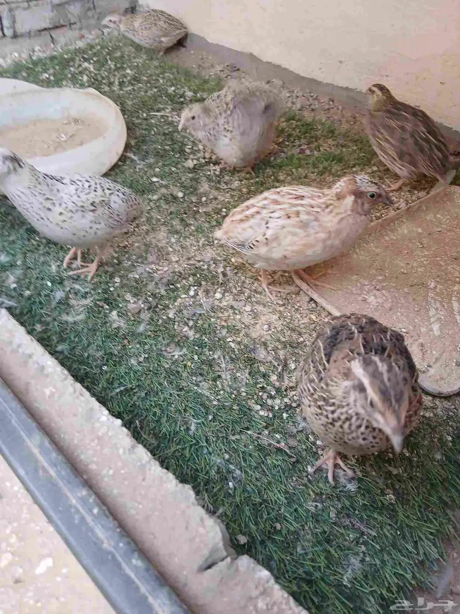 سمان. البيع 1