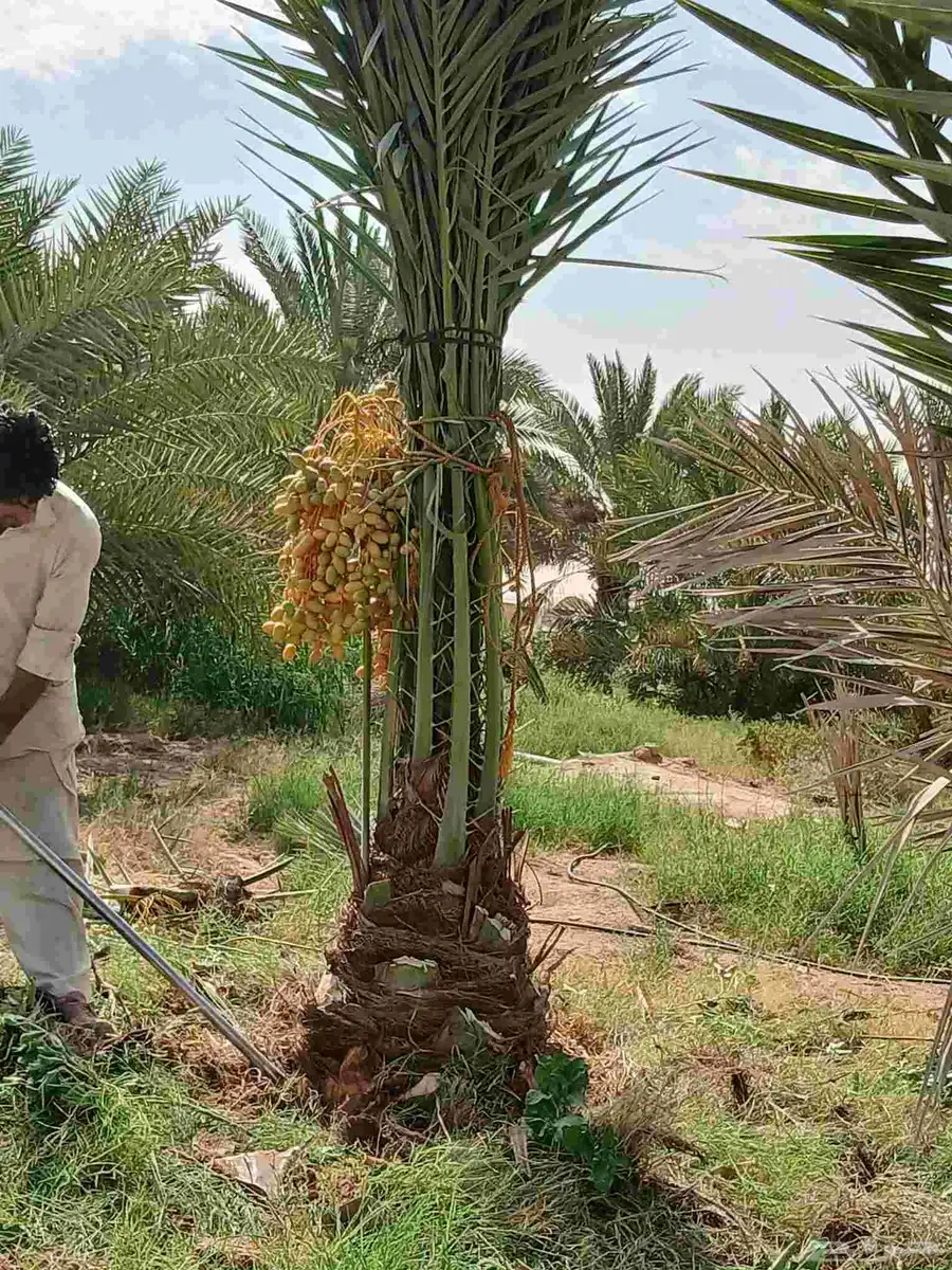 نخل مثمر فاخر للبيع نقايل جثايث صقعي برحي سكري شيشي منيفي 9