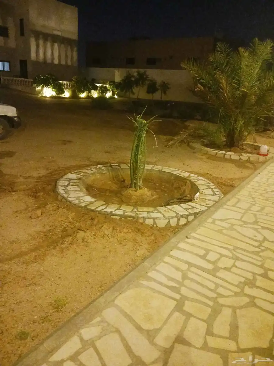 يوجد لدينا جميع انواع النخيل المثمرة وزينه 5