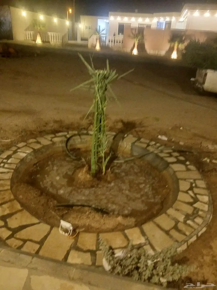 يوجد لدينا جميع انواع النخيل المثمرة وزينه 2