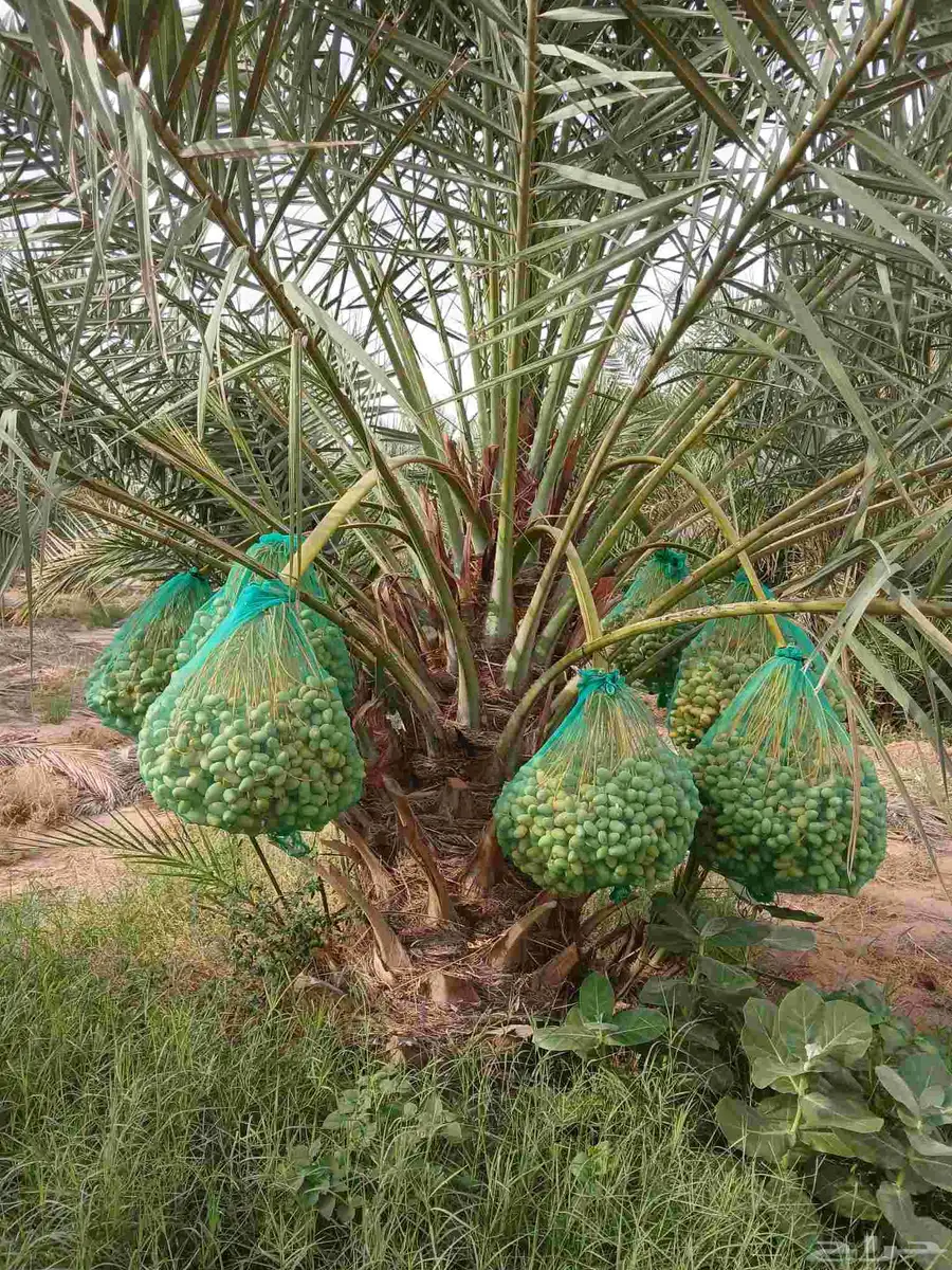 نخل مثمر فاخر للبيع نقايل جثايث صقعي برحي سكري شيشي منيفي 3