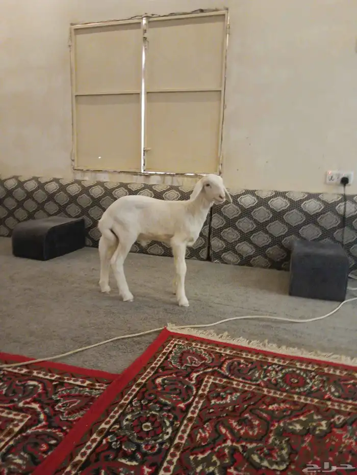 خروف مشروع فحل 2